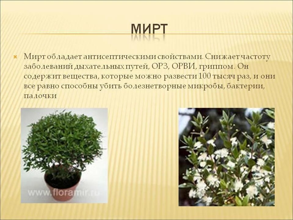 Мирт комнатное растение полезные свойства фото Миртовое дерево - чем полезен мирт в квартире