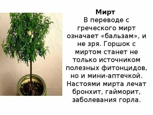 Мирт комнатное растение полезные свойства фото Неактивно