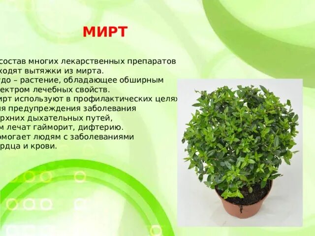 Мирт комнатное растение полезные свойства фото Проект Комнатные лечебные растения
