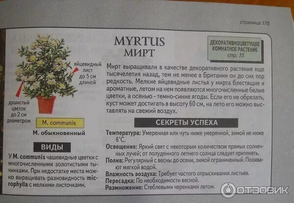 Мирт комнатное растение полезные свойства фото Отзыв о Растение комнатное Мирт Доктор на подоконнике. Учусь жить с миртом - как