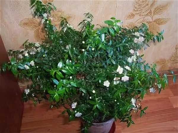 Мирт комнатное растение уход фото Комнатный мирт фото рекомендации по уходу. Plants, Garden