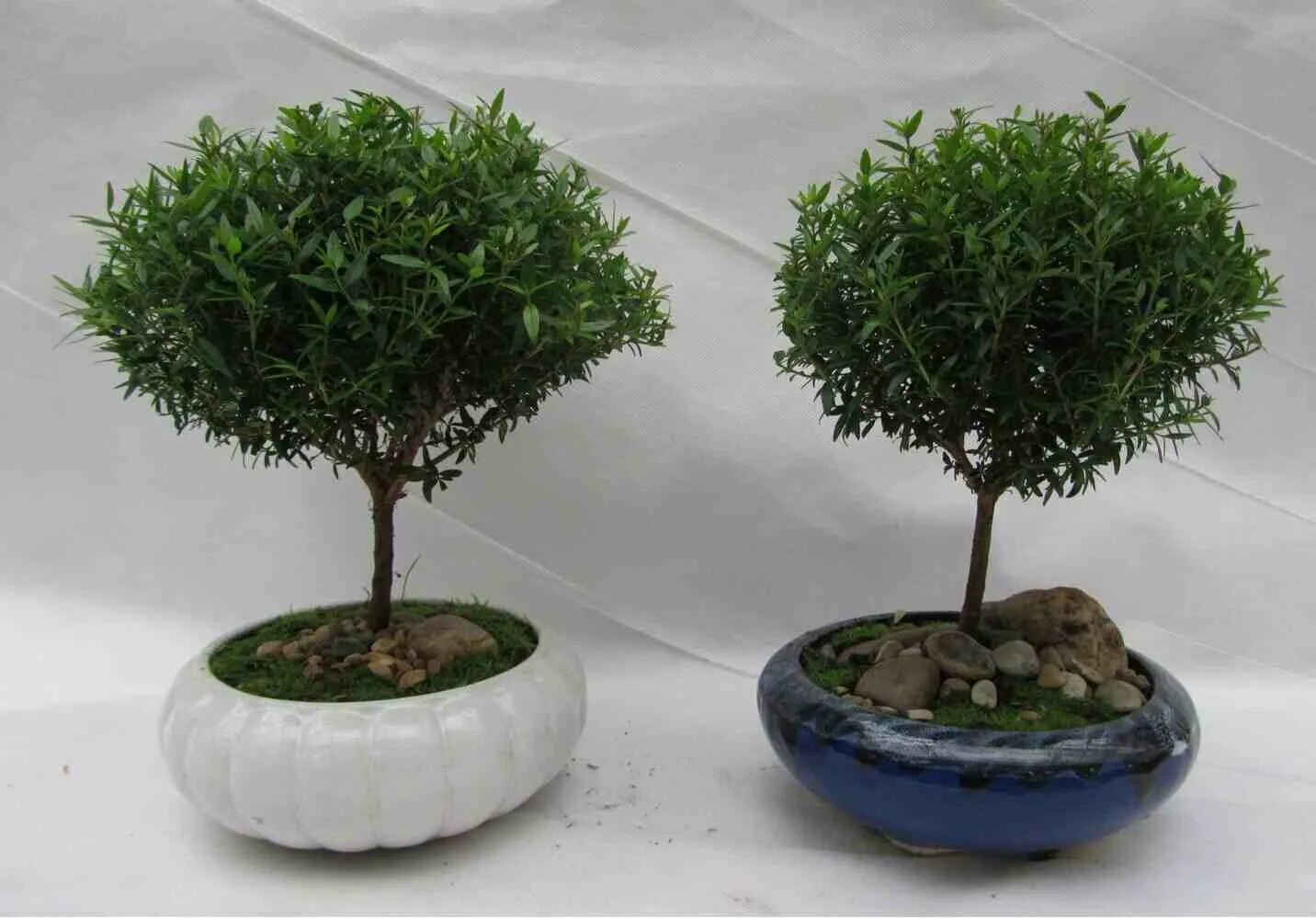 Миртовое дерево фото Мирт (Myrtus) D12 H27 купить в Санкт-Петербурге