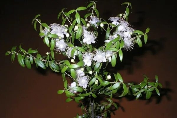 Миртовое дерево фото Мирт обыкновенный (Myrtus communis)