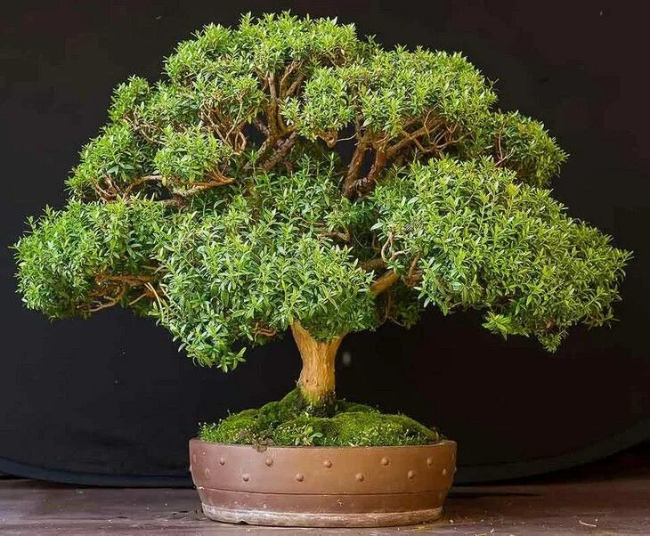 Миртовое дерево фото Myrtus has long been seen as a sacred symbol of joy and peace. It’s said to be a