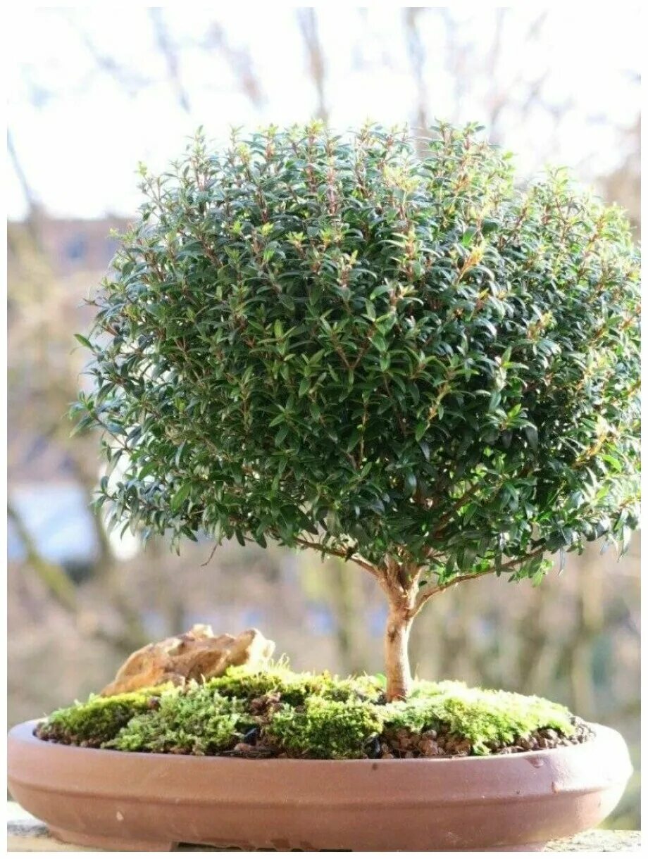 Миртовое дерево фото Семена Мирт обыкновенный (Myrtus communis), 10 штук - купить в интернет-магазине
