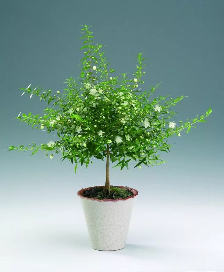 Миртовое дерево фото Самые ароматные комнатные растения Indoor flowers, Fragrant plant, Indoor plants