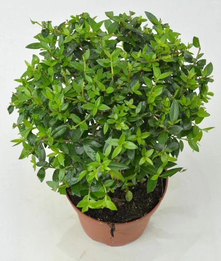 Миртовое дерево фото комнатное Яркие листья мирта Plants, Garden