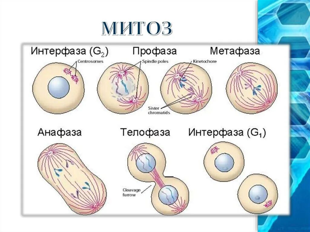 Митоз фото по стадиям Митоз - деление соматических клеток. Фазы митоза Митоз - способ непрямого делени
