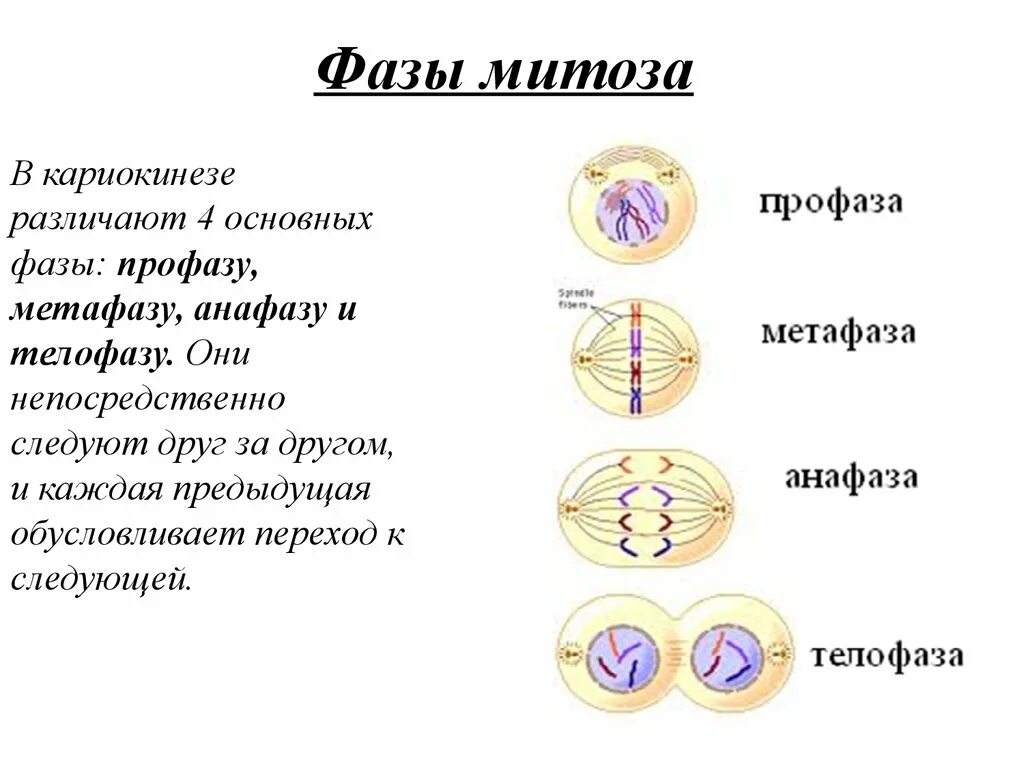Митоз фото по стадиям Картинки ПРОФАЗА МИТОЗА СКОЛЬКО ХРОМОСОМ