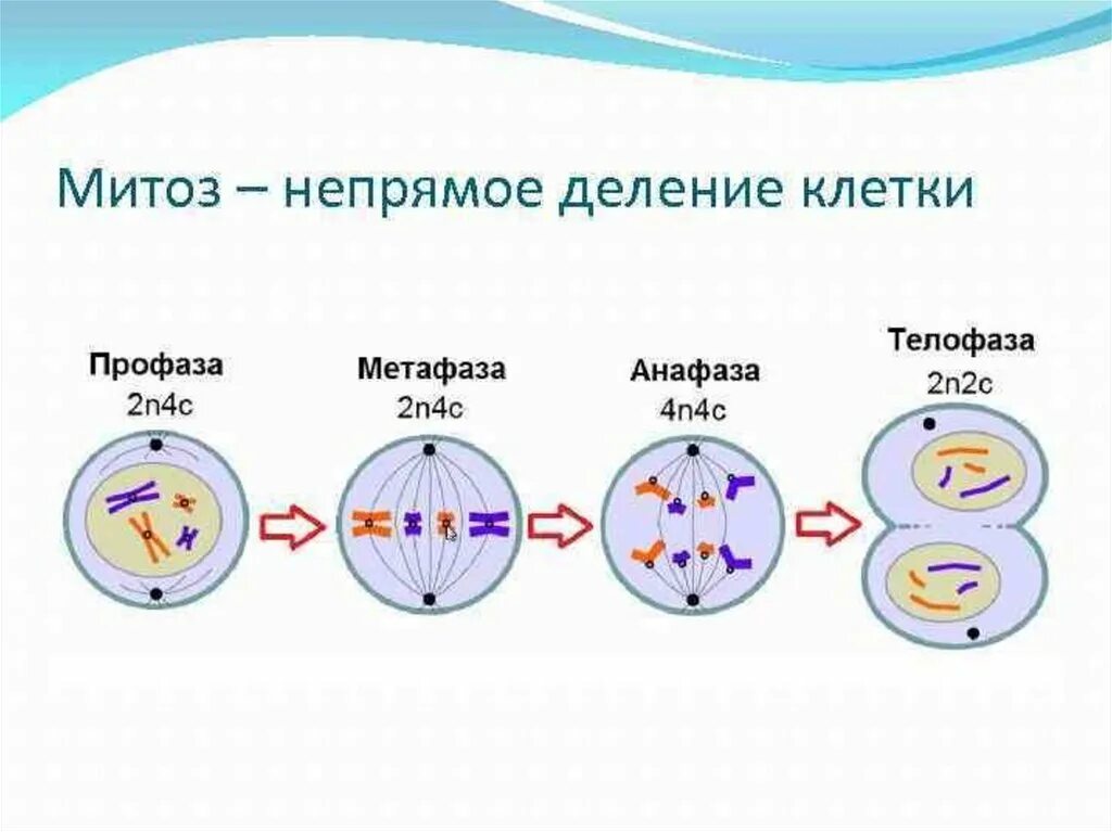 Митоз фото по стадиям Картинки ПРОЦЕССЫ ДЕЛЕНИЯ КЛЕТКИ МИТОЗ