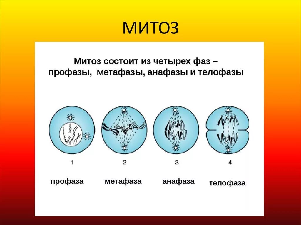 Митоз фото по стадиям Картинки ОБРАЗОВАНИЕ ХРОМОСОМ МИТОЗА