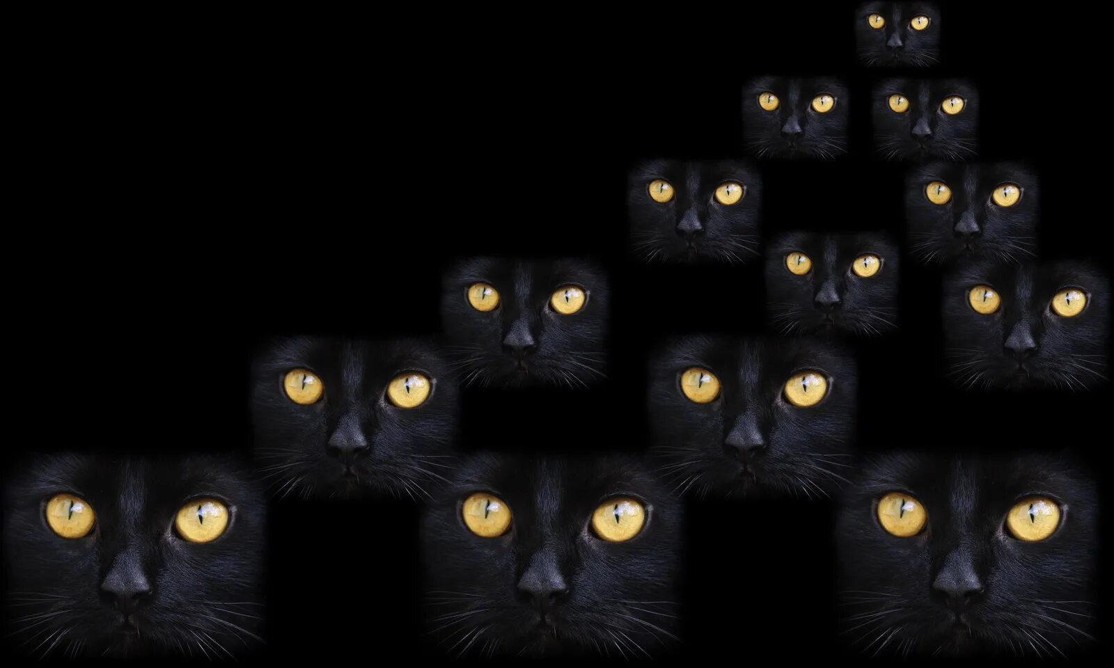 Много черных котят фото Фотосъемка, изолирование (обтравка), коллаж. - Фрилансер Дмитрий Бражник dimbor5