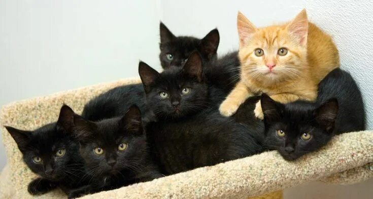 Много черных котят фото Charlie and Her 5 Black Kittens