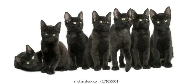 Много черных котят фото Black Kittens Isolated: изображения, стоковые фотографии и векторная графика Shu