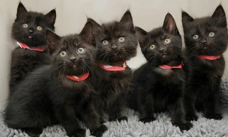 Много черных котят фото Take me home! Five abandoned kittens named after One Direction by animal hospita