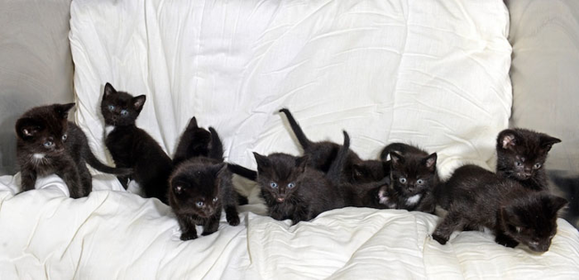 Много черных котят фото Woman Comes Across An Abandoned Suitcase And Finds 15 Kittens Inside