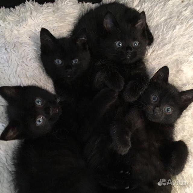 Много черных котят фото Бомбейские котятя - купить в Вологде, цена 1 руб., продано 23 июля 2023 - Кошки