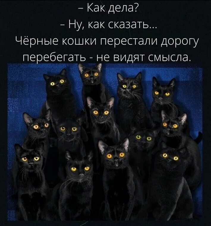 Много черных котят фото Пин на доске Домашні тварини. Забавные иллюстрации, Кошки, Черная кошка