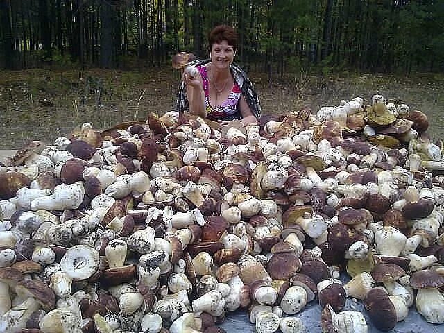 Много грибов в лесу фото СЕЗОН ГРИБОВ . НИКОГДА В ЖИЗНИ ТАКОГО НЕ ВИДЕЛА!!! Сад, Природа, Грибы