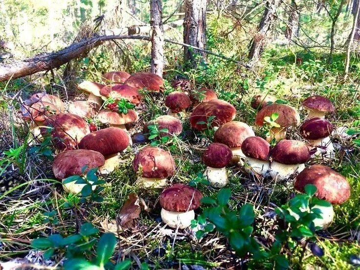 Много грибов в лесу фото Pin on vihanekset ja hedelmiä Edible wild mushrooms, Trees to plant, Edible mush