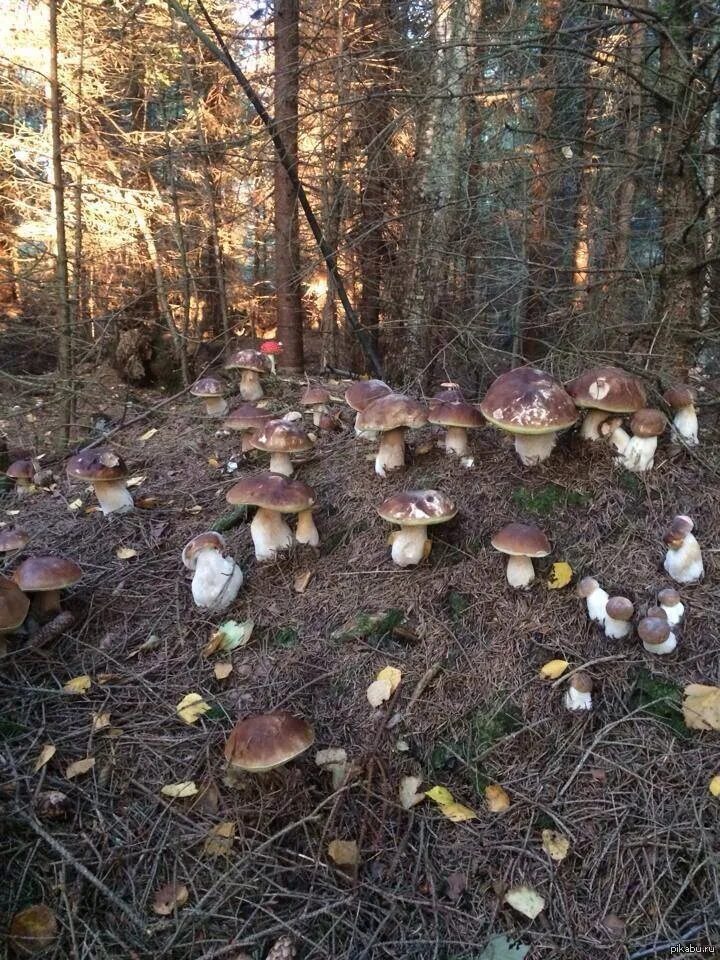 Много грибов в лесу фото Продаются грибы (Ольга Владимировна Рязанцева) / Проза.ру