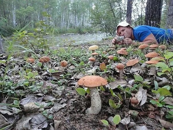 Много грибов в лесу фото 61) Одноклассники Stuffed mushrooms, Wild mushrooms, Nature