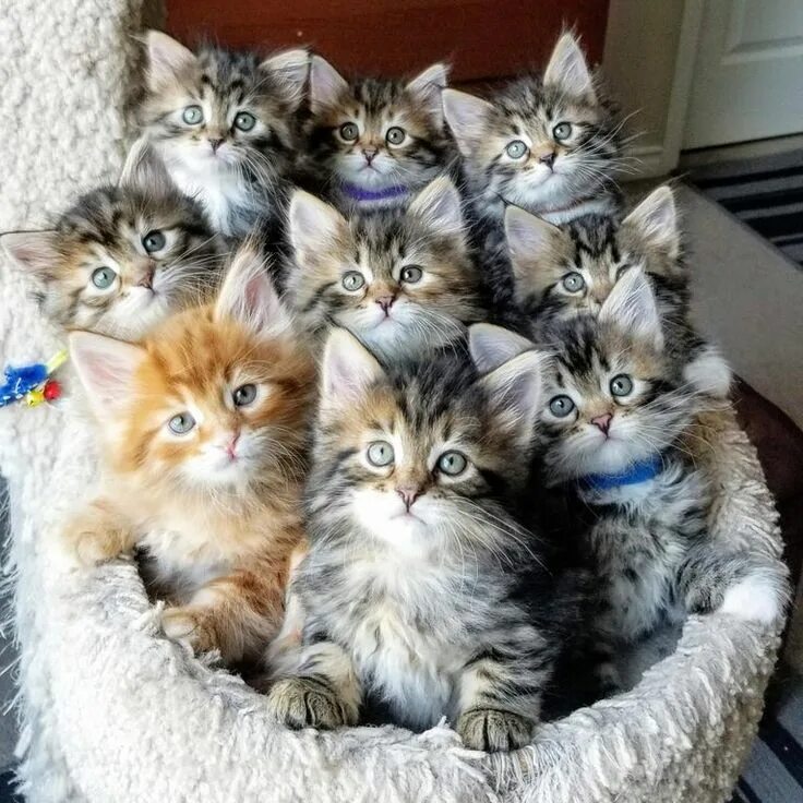 Много хороших фото 9 babies, Rare moment when they all sit still Beautiful cats, Beautiful kittens,