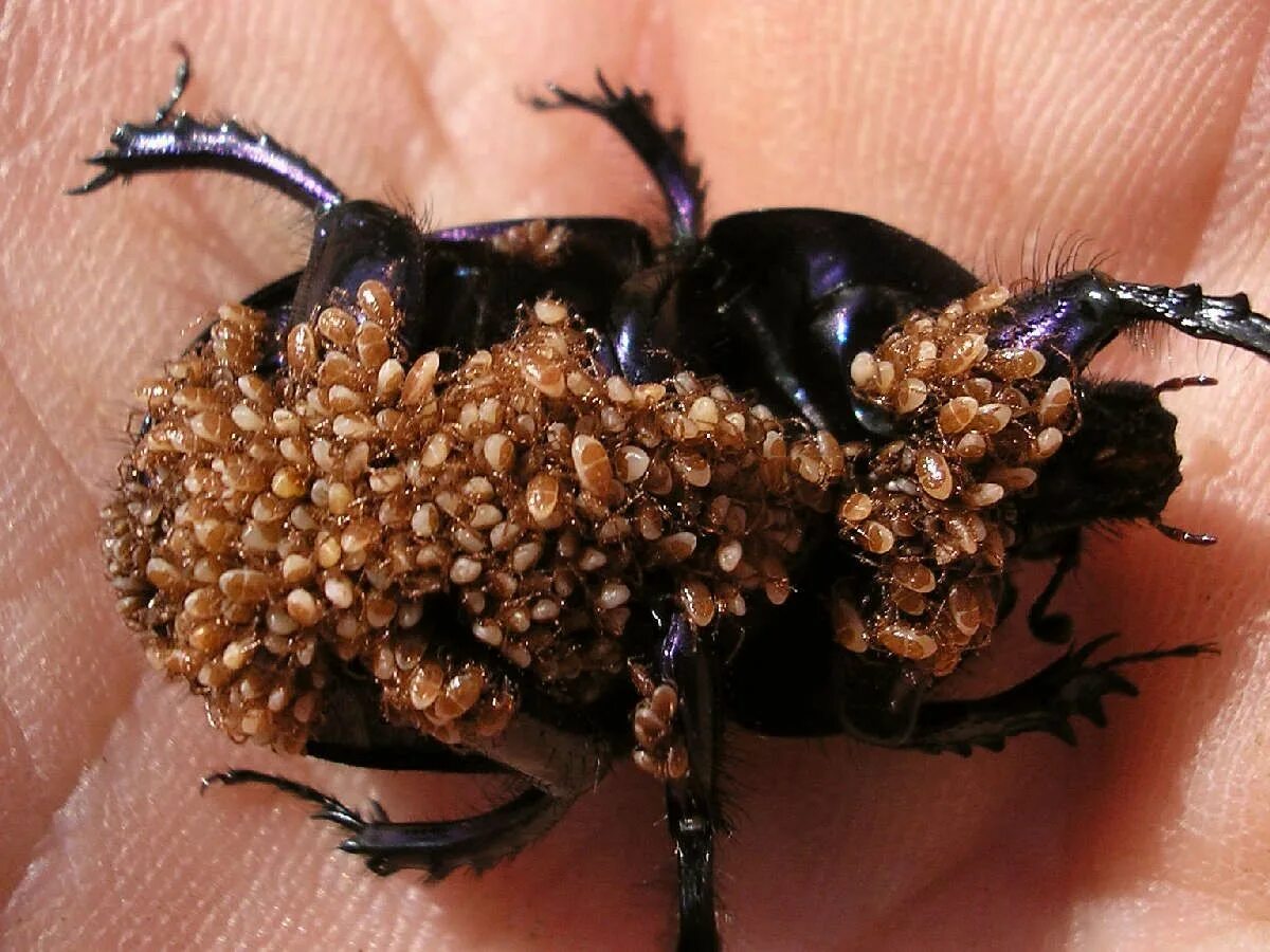 Много клещей на человеке фото Wild About The World Beetle, Horse care, Larvae