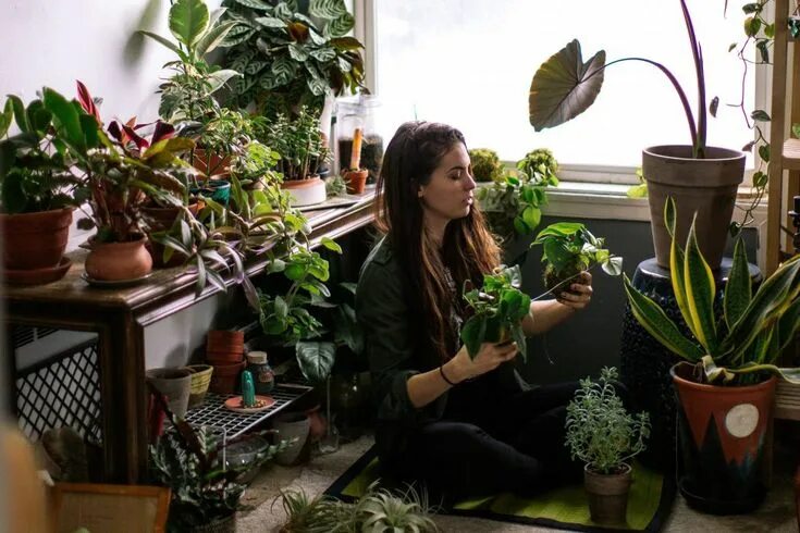 Много комнатных растений фото Air Purifying Plants Plants that Clean the Air Plants.com Plants, House plants, 