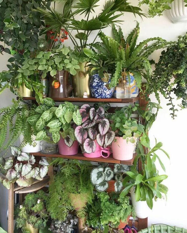 Много комнатных растений фото 42 Tipps und Ideen für tolle Gartendekorationen im Innenbereich - Alles über den