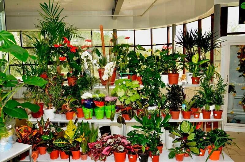 Много комнатных растений фото Время покупки и место размещения комнатных растений - фото, описание и уход за р