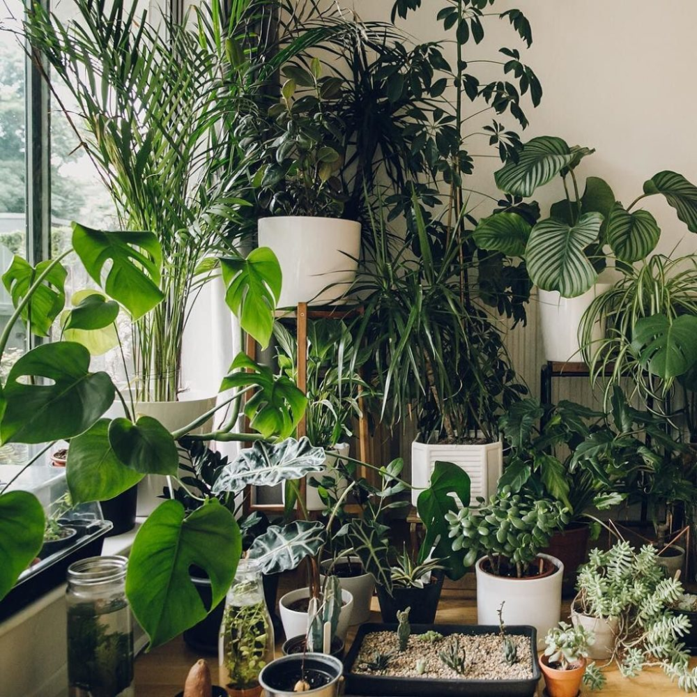 Много комнатных растений фото The Biophilic Interior Design Credit to @hiltoncarter House plants indoor, Indoo