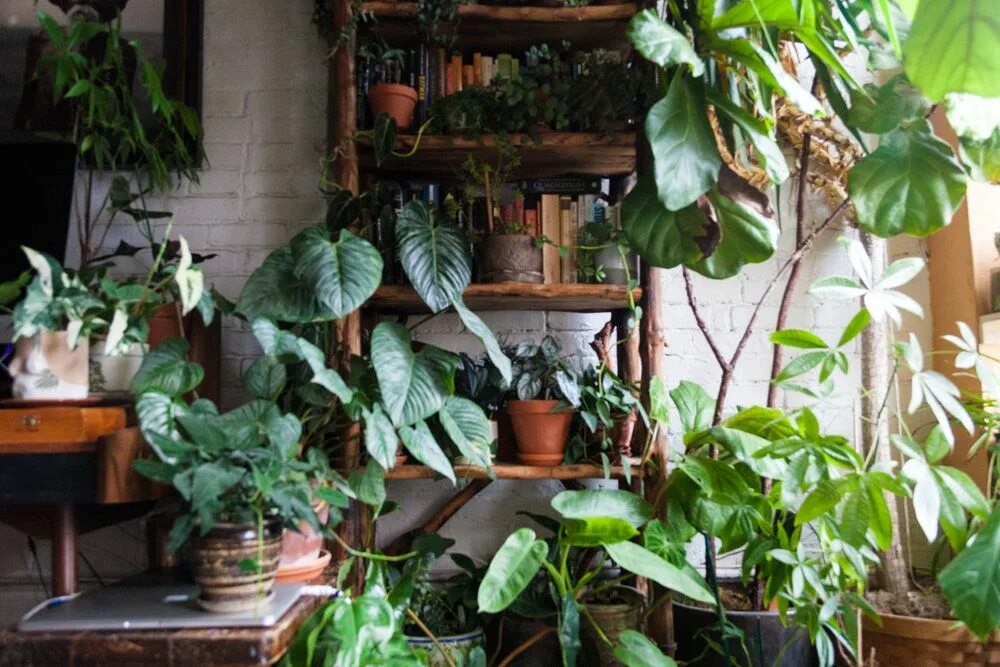 Много комнатных растений фото Fertilizing Houseplants 101 House plants indoor, Indoor plants, Indoor plants di