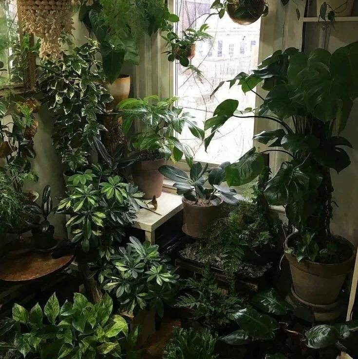 Много комнатных растений фото Pin on Aesthetic Room with plants, Pretty plants, Planting flowers
