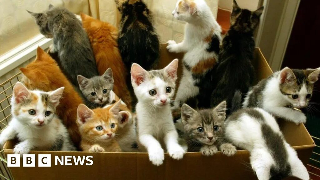 Много котов фото RSPCA seeks new powers to seize 'suffering' animals - BBC News
