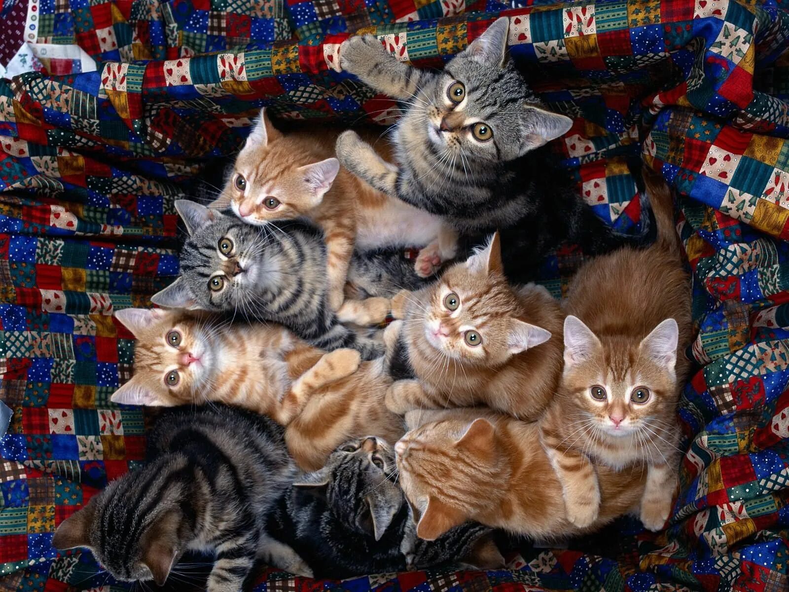 Много котов фото Download wallpaper 1600x1200 kittens, many, sitting hd background