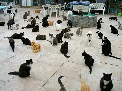 Много котов фото CHATS Y BARDO///EXO WHATSAPP Cat sanctuary, Group of cats, Cat habitat