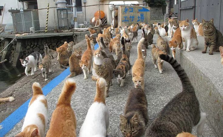 Много котов фото Credit: Aoshima / Twitter Cat island, Cat island japan, Feral cats