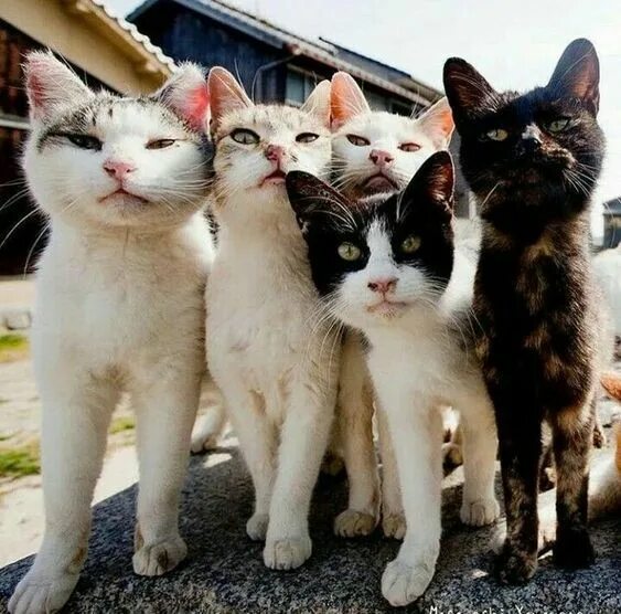 Много котов фото Cat gang get together #gang #5cats Gatos bonitos, Gatos raros, Gatitos divertido