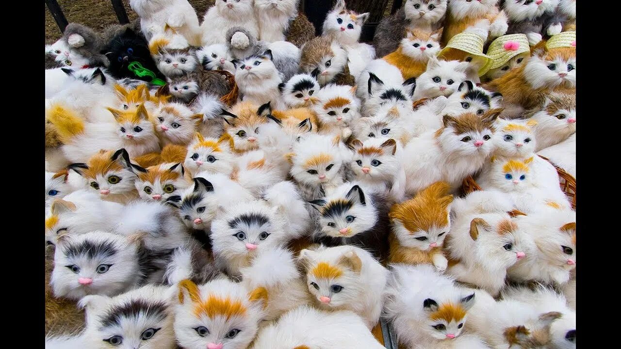 Много котов фото И много других качественных и: найдено 90 изображений