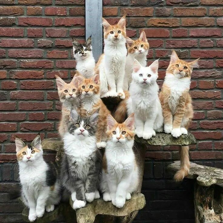 Много котов фото Class Of 2018: This Is How Animal Daycare Class Photos Would Probably Look Like 
