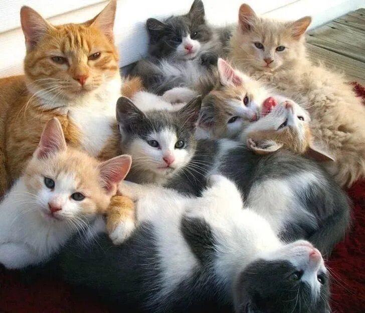 Много котов фото 10+ фото домашних животных, доказывающих, что семья - лучшее, что есть на свете