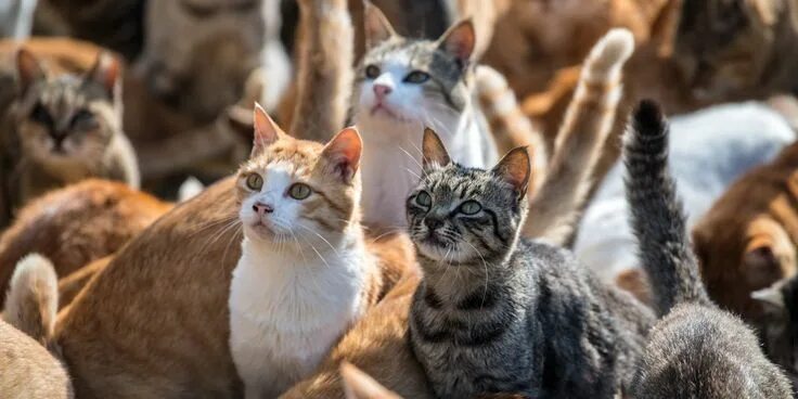 Много котов фото What cat sounds mean Animales con caparazon, Gatos, Fotos con gatos