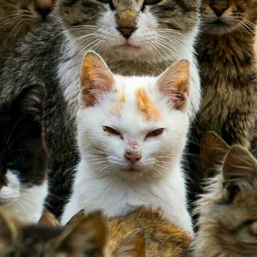 Много котов фото Ernesto Gonzalez - YouTube
