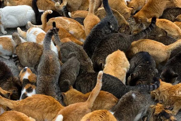 Много котов фото Everything you've always wanted to know about "cat island" Aoshima (2023 update)