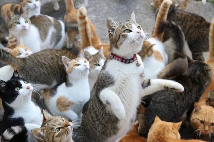 Много котов фото Japan’s Cat Island Asks Internet For Food, Gets More Than They Can Store Chats e