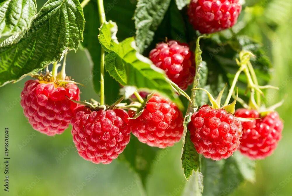 Много малины фото ripe raspberries in a garden фотография Stock Adobe Stock