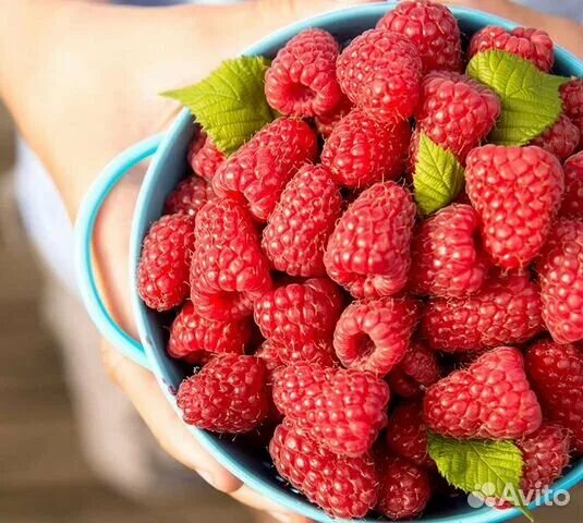 Много малины фото Малина купить в Иркутске Товары для дома и дачи Авито