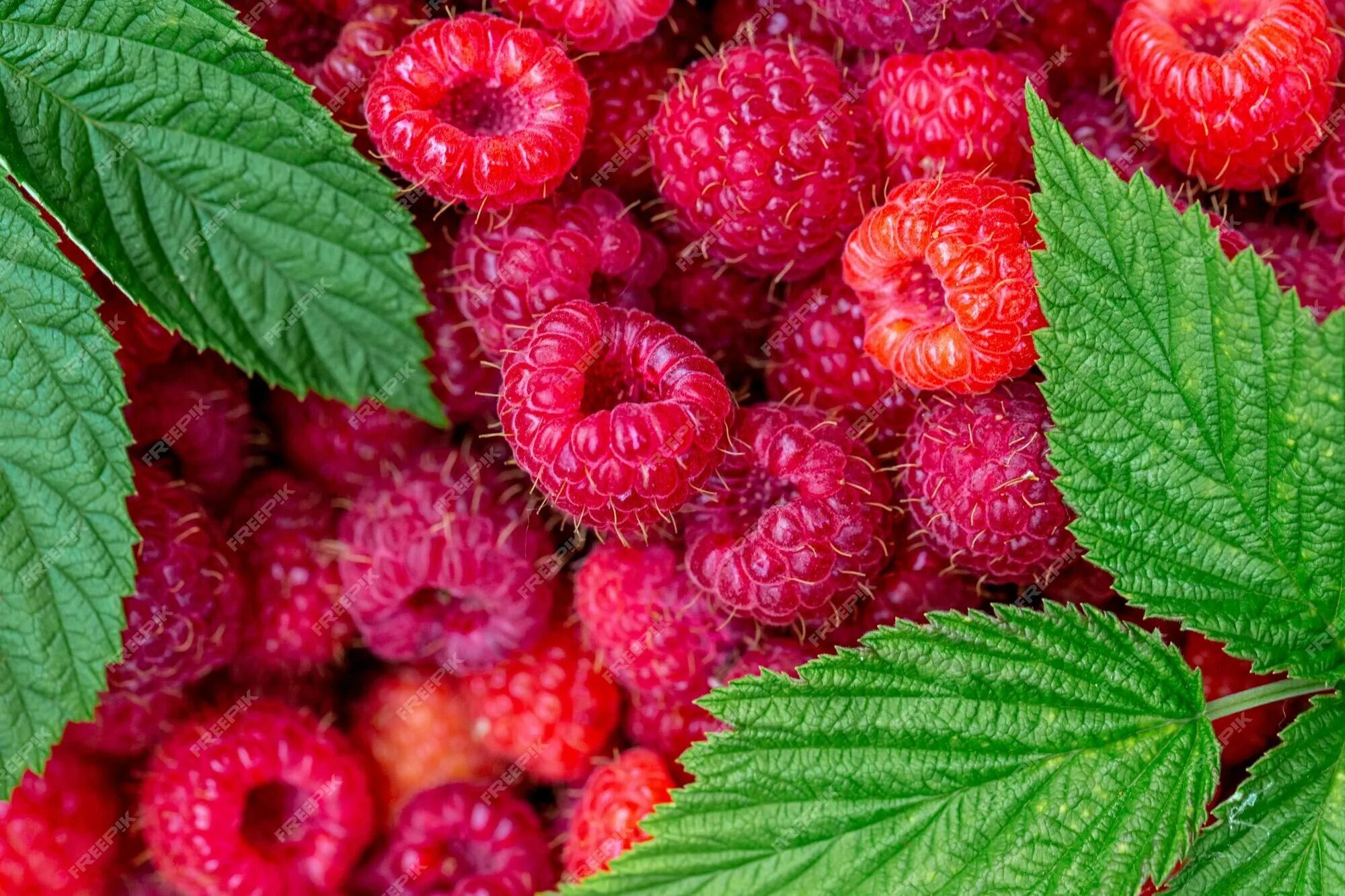 Много малины фото Premium Photo Ripe raspberry with green leaves