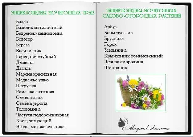 Мочегонные травы название фото Мочегонные средства при отеках ног для похудения - фото презентация
